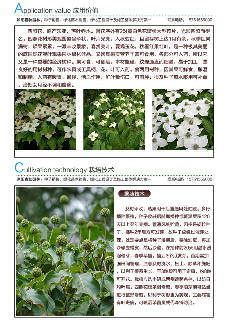 四照花種子應(yīng)用價(jià)值及種植技術(shù)