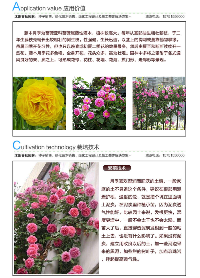 藤本月季種子應(yīng)用價(jià)值及種植技術(shù)