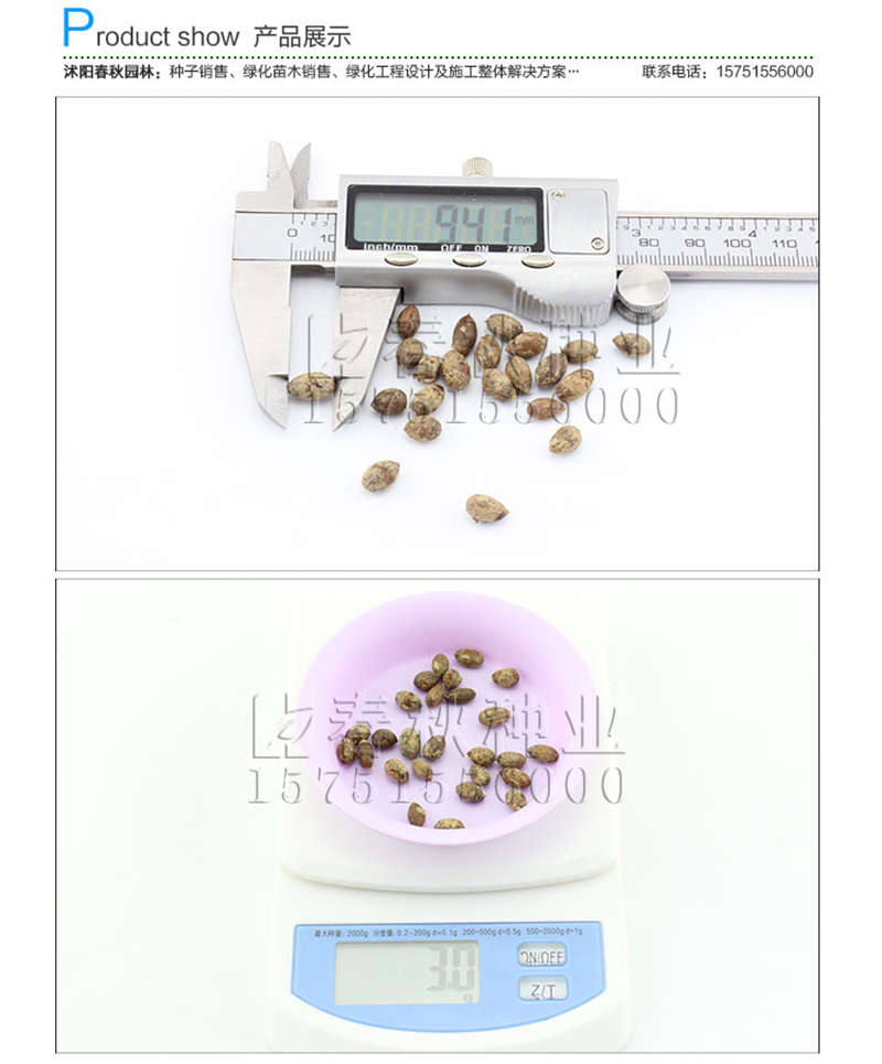 天竺桂種子銷售參考價格