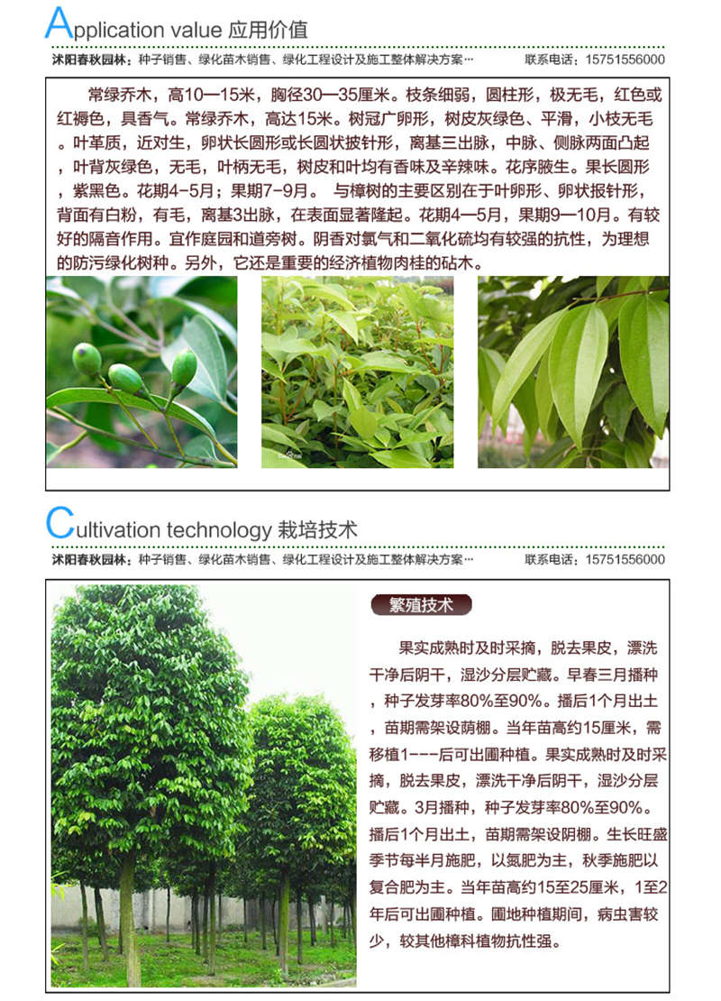 天竺桂種子應(yīng)用價值及種植技術(shù)