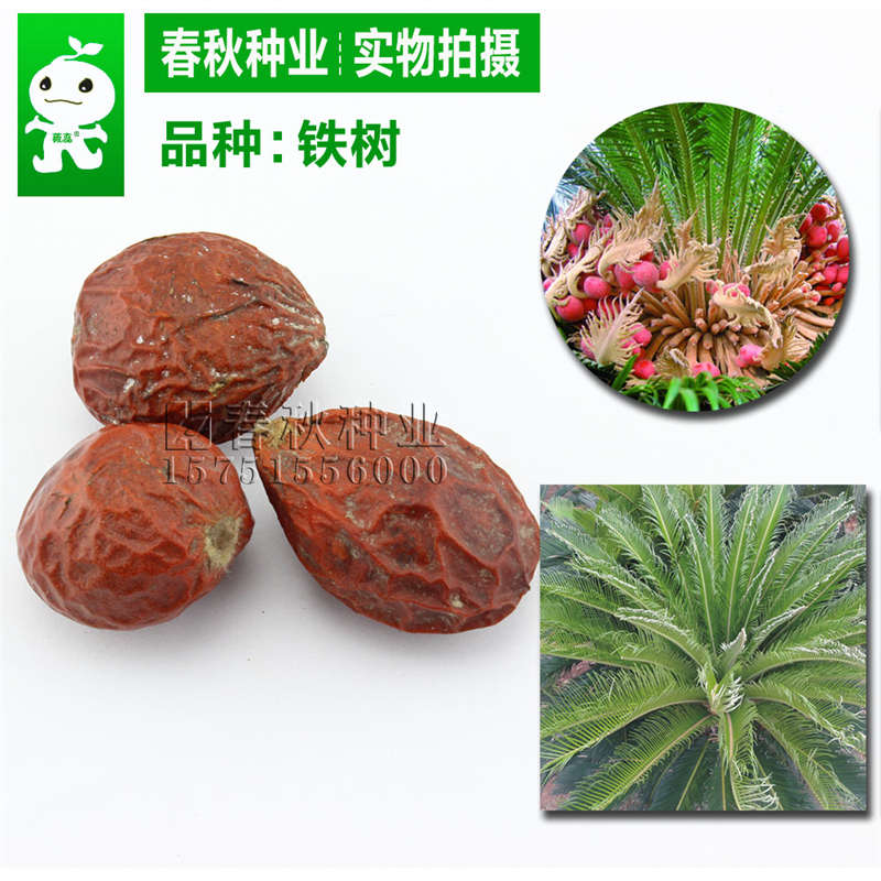 鐵樹(shù)