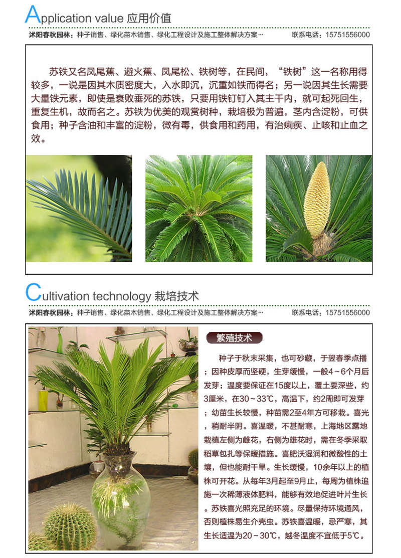 鐵樹種子應(yīng)用價(jià)值及種植技術(shù)