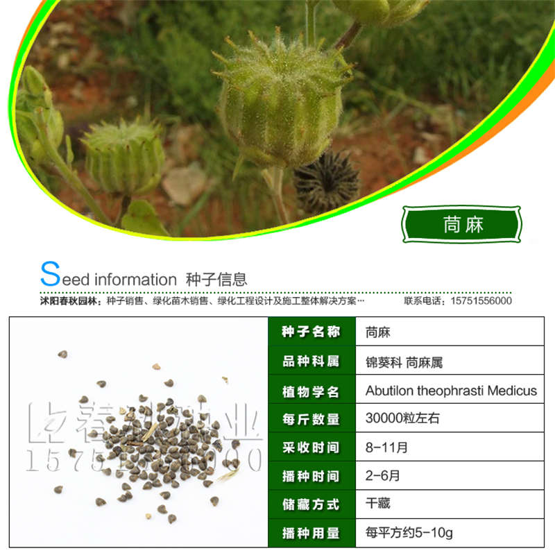 茼麻種子基本信息