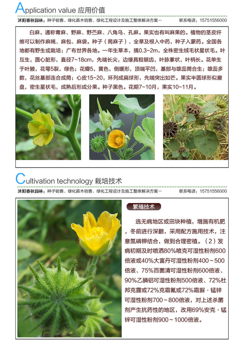 茼麻種子應(yīng)用價值及種植技術(shù)
