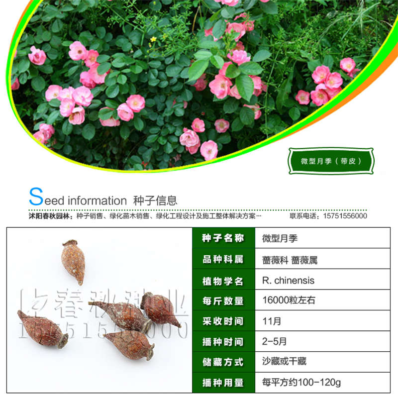 微型月季(帶皮)種子基本信息