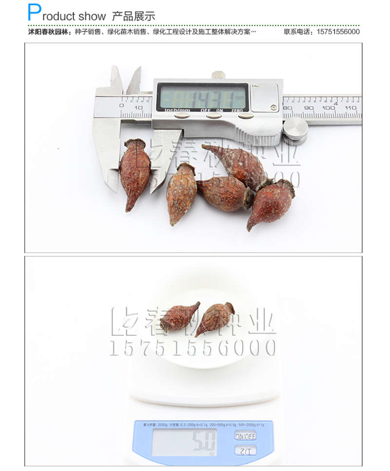 微型月季(帶皮)種子銷售參考價(jià)格