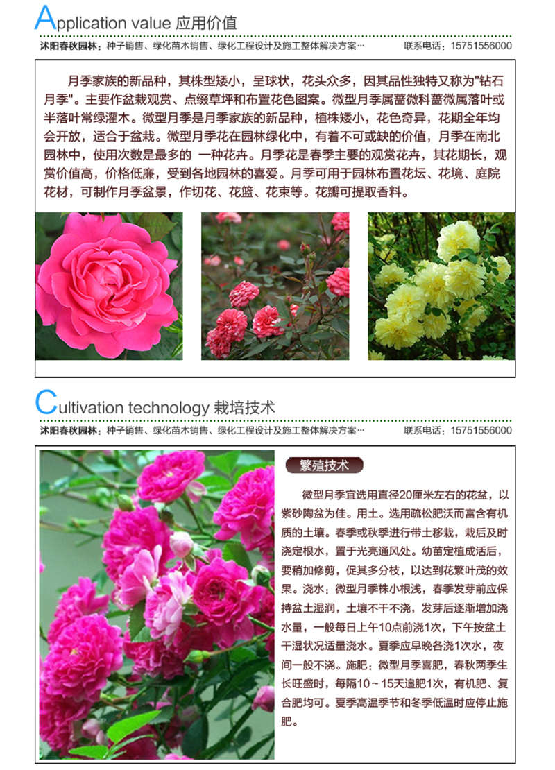 微型月季(帶皮)種子應(yīng)用價(jià)值及種植技術(shù)