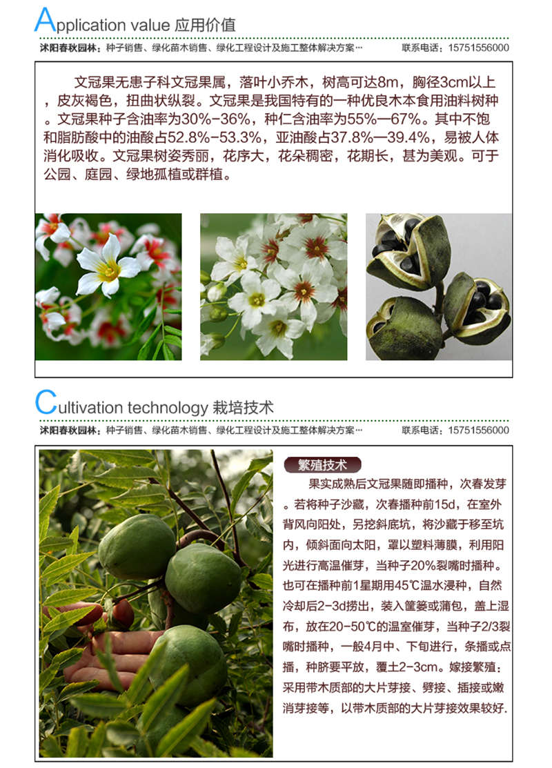 文冠果種子應用價值及種植技術(shù)