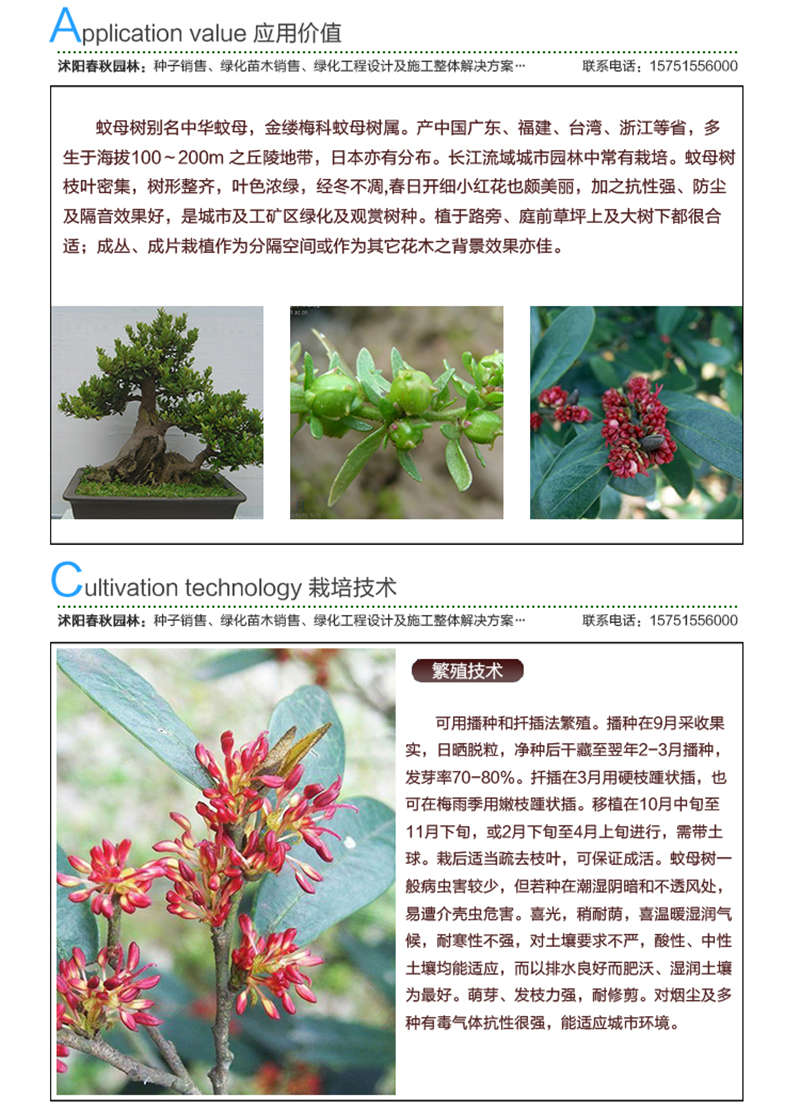 蚊母種子應(yīng)用價(jià)值及種植技術(shù)