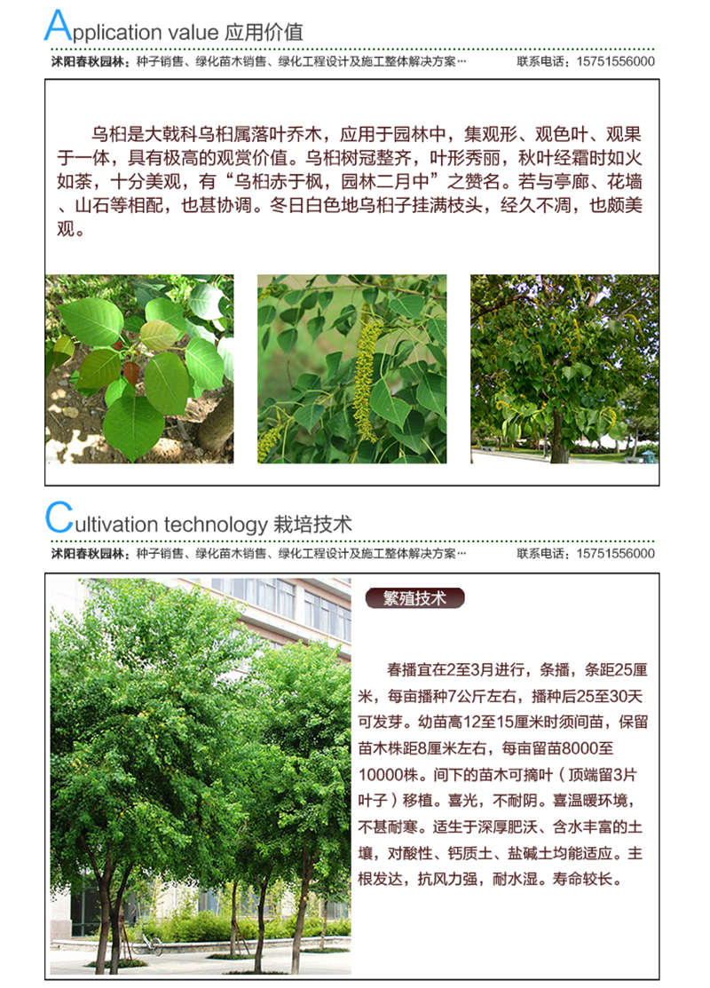 烏桕種子應(yīng)用價值及種植技術(shù)