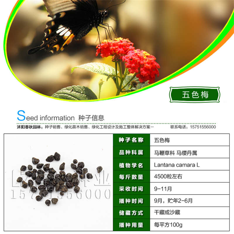 五色梅種子基本信息