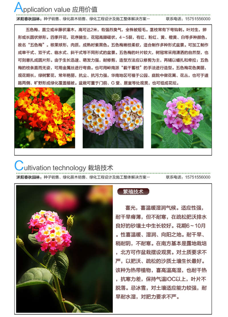 五色梅種子應用價值及種植技術(shù)