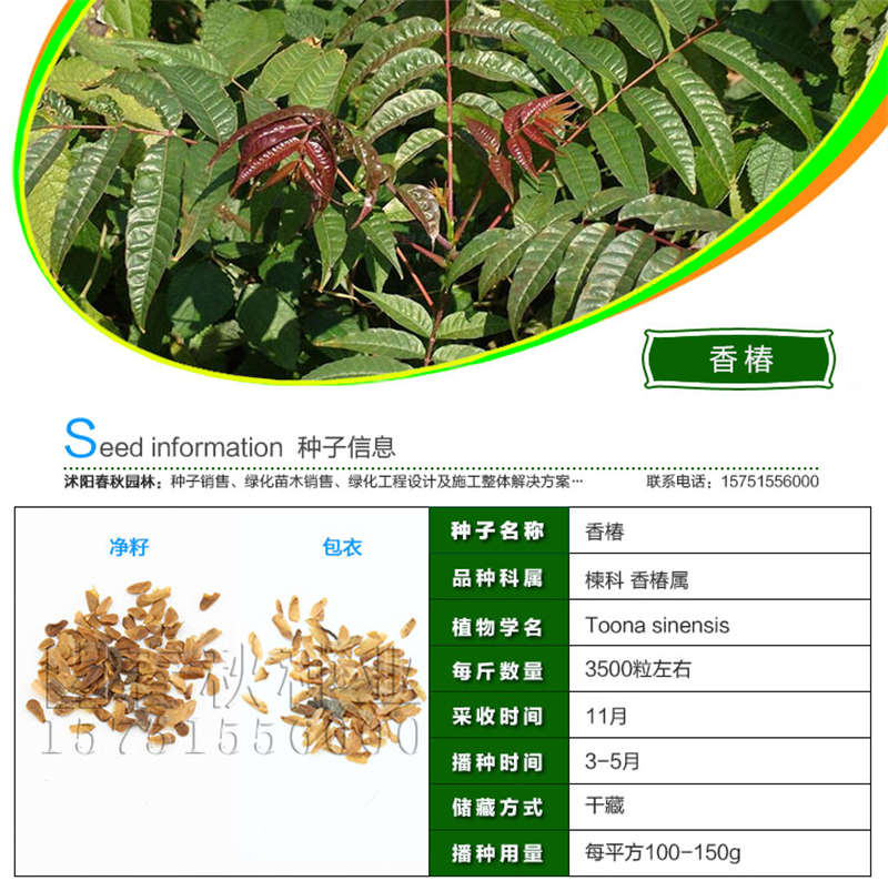 香椿種子基本信息