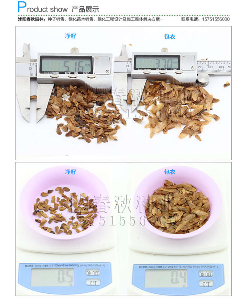 香椿種子銷售參考價(jià)格