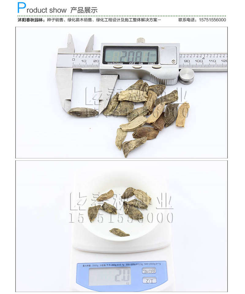香泡種子銷售參考價(jià)格