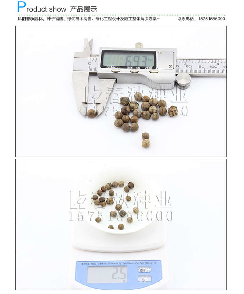 香樟(凈籽)種子銷售參考價(jià)格