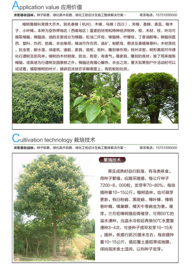 香樟(凈籽)種子應(yīng)用價(jià)值及種植技術(shù)
