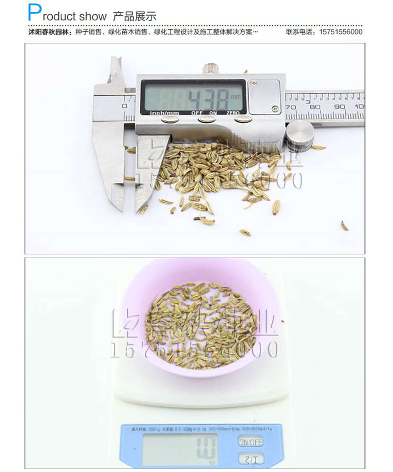 小茴香種子銷(xiāo)售參考價(jià)格