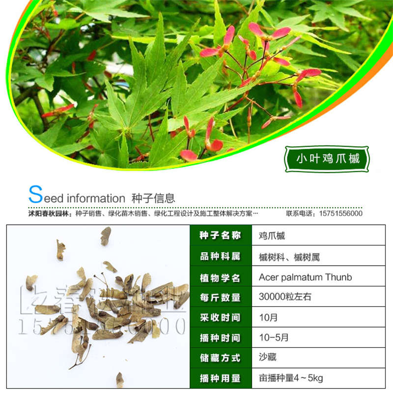 小葉雞爪槭種子基本信息