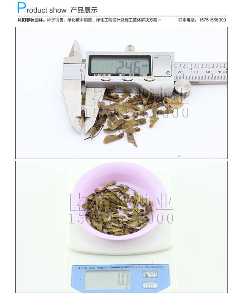 小葉雞爪槭種子銷售參考價(jià)格