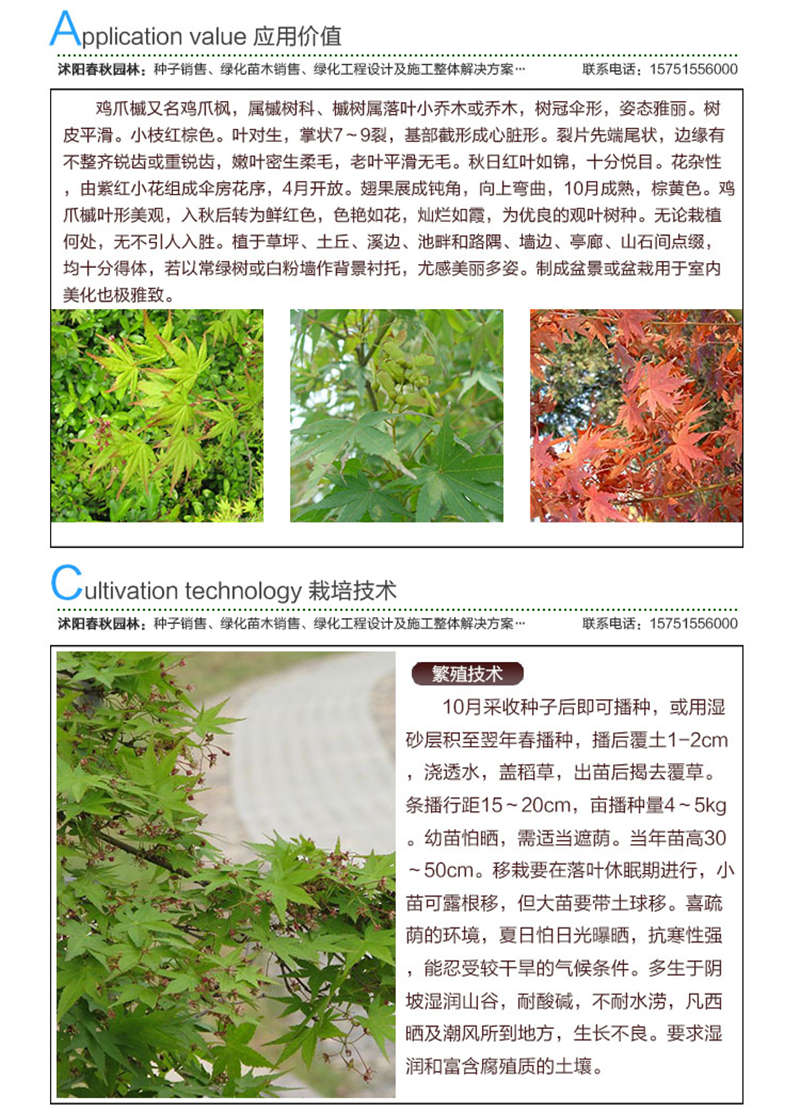 小葉雞爪槭種子應(yīng)用價(jià)值及種植技術(shù)