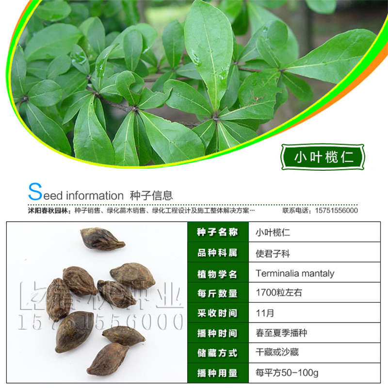 小葉欖仁種子基本信息