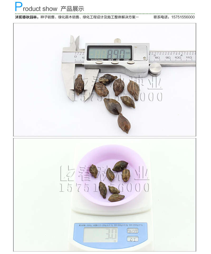 小葉欖仁種子銷售參考價格