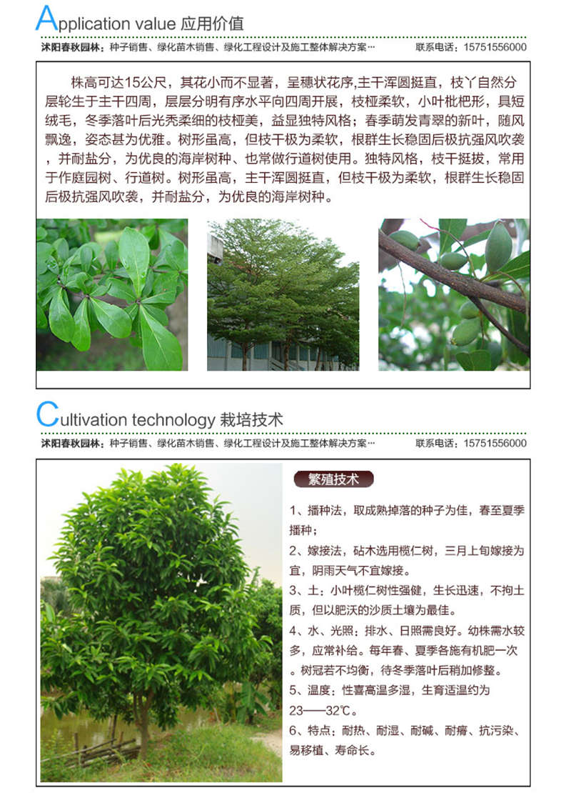 小葉欖仁種子應(yīng)用價值及種植技術(shù)