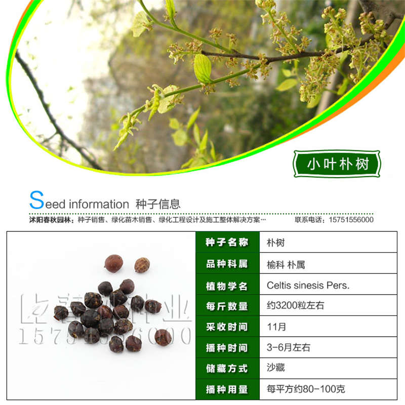 小葉樸樹(shù)種子基本信息
