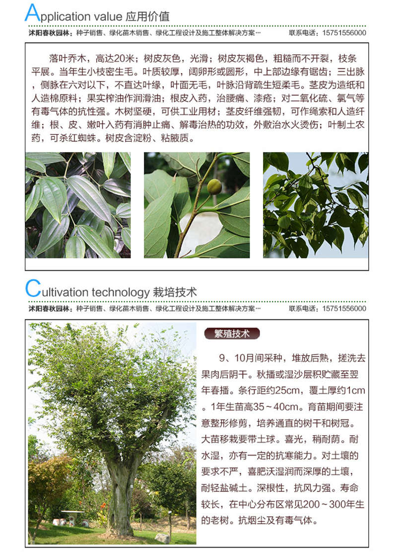 小葉樸樹(shù)種子應(yīng)用價(jià)值及種植技術(shù)