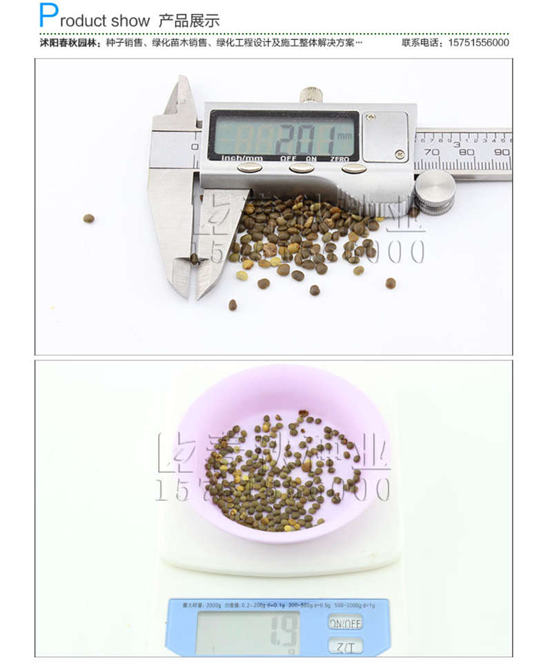 鹽膚木種子銷售參考價格