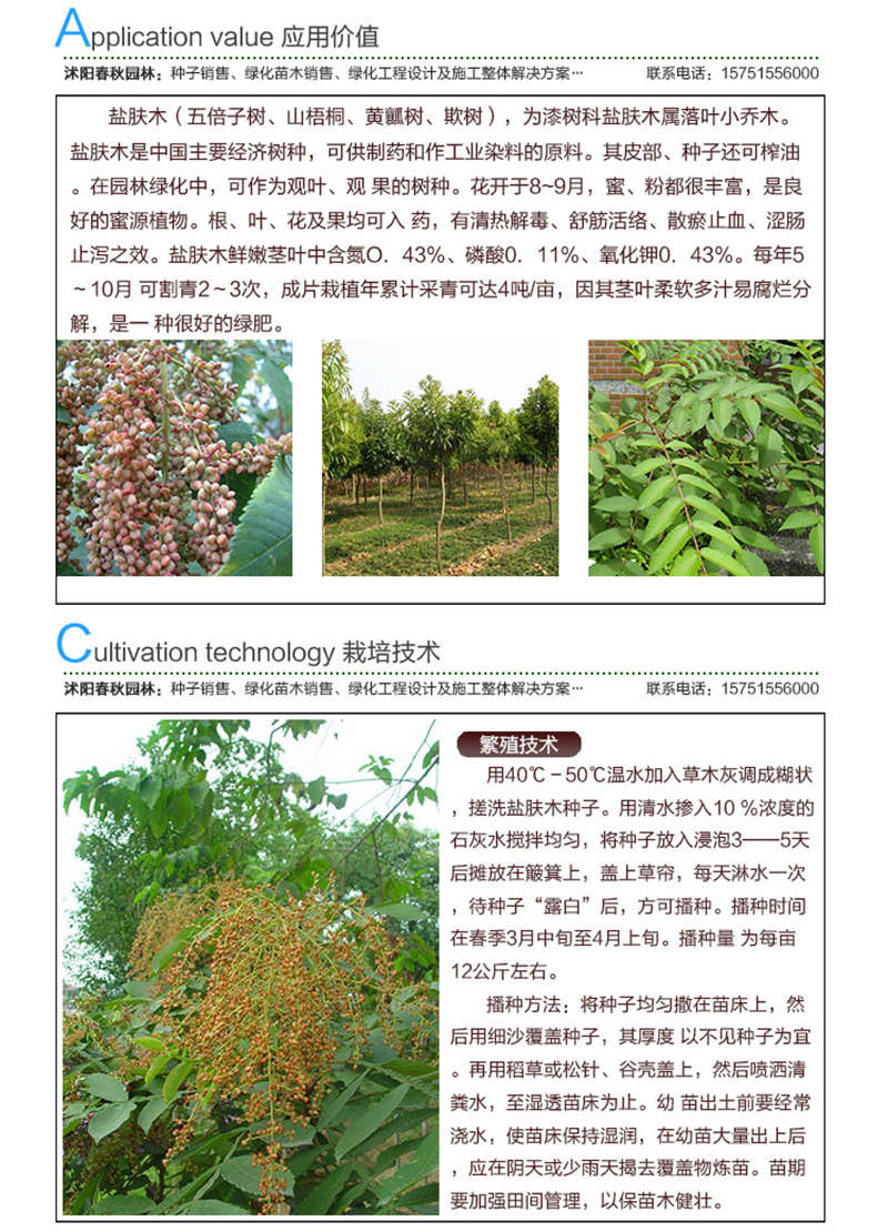 鹽膚木種子應(yīng)用價值及種植技術(shù)