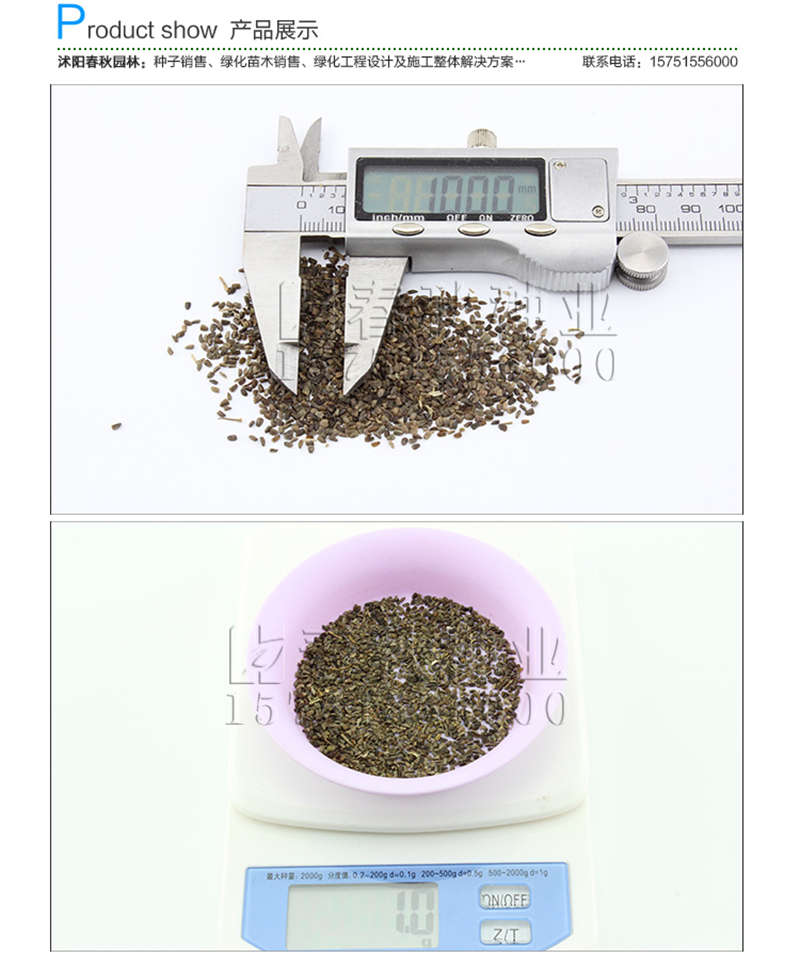 益母草種子銷售參考價(jià)格