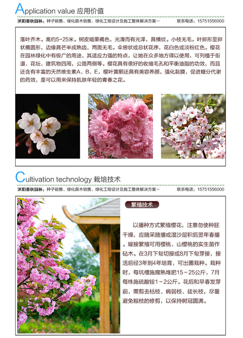 櫻花種子應(yīng)用價值及種植技術(shù)