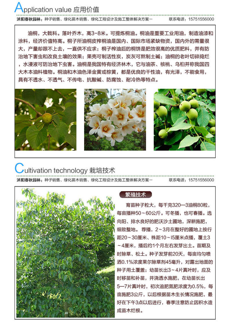 油桐種子應用價值及種植技術(shù)