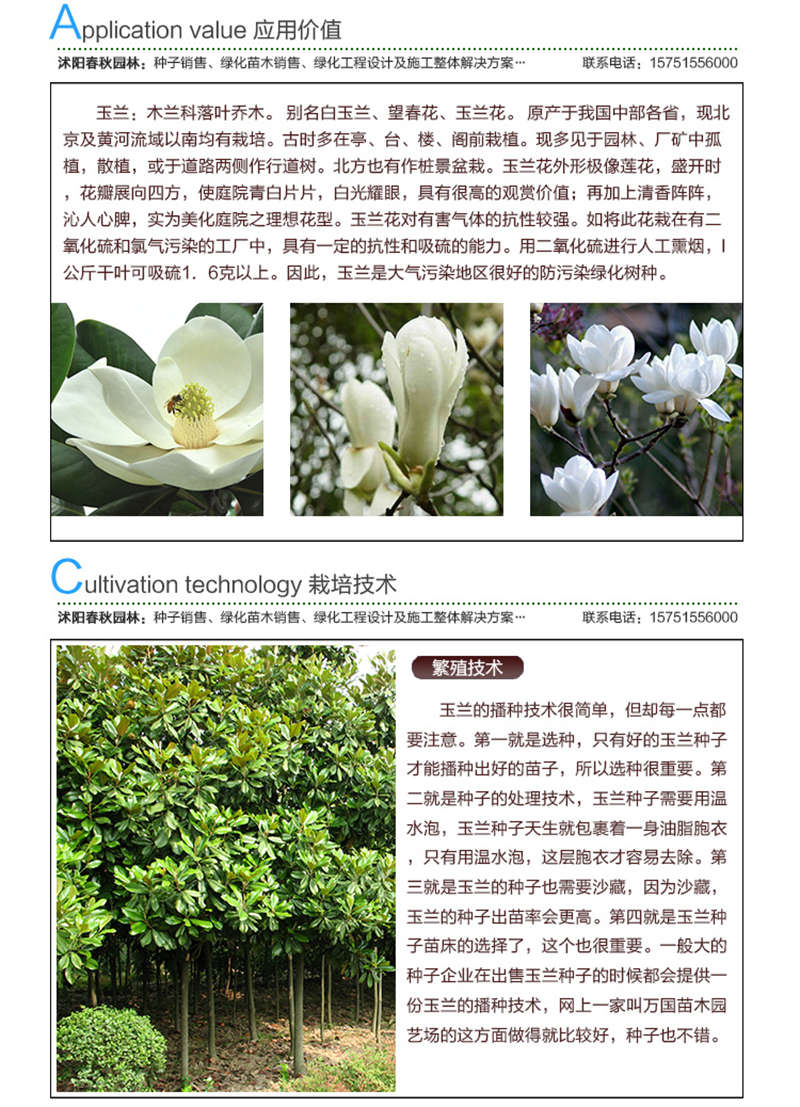 玉蘭(凈籽)種子應(yīng)用價(jià)值及種植技術(shù)