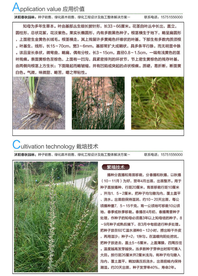 知母種子應(yīng)用價值及種植技術(shù)
