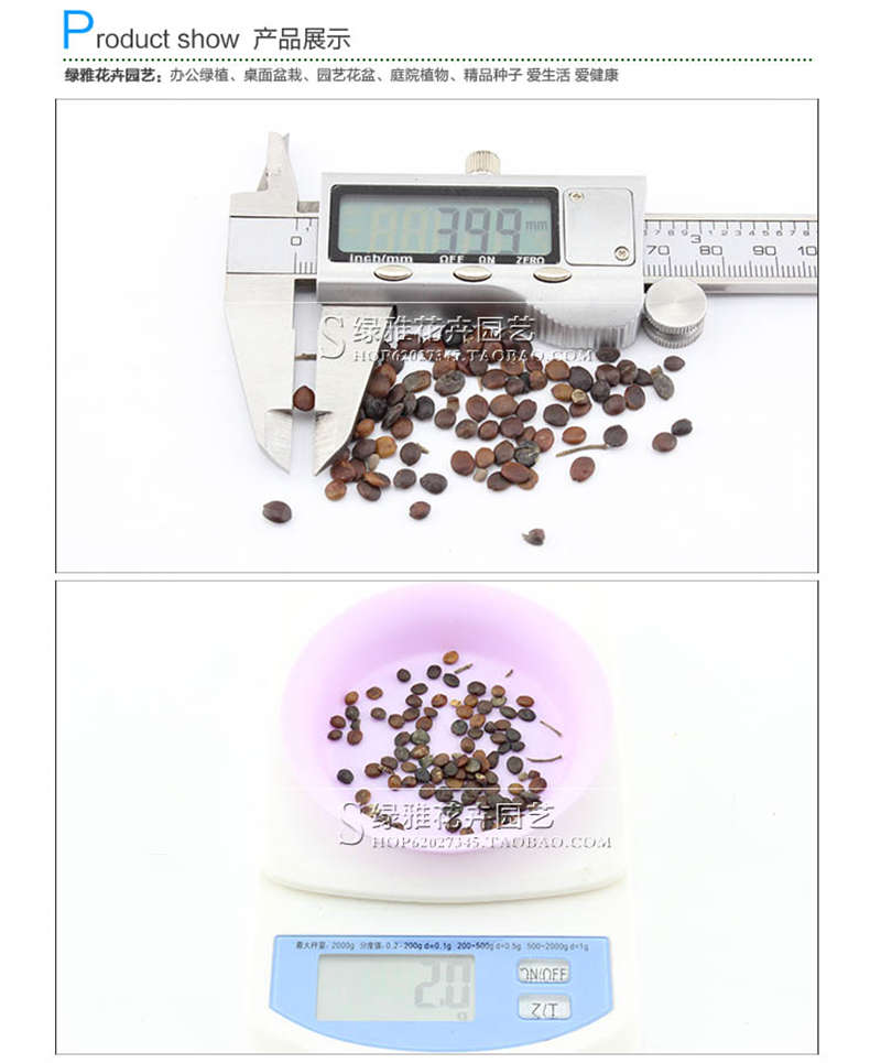 紫荊種子銷售參考價(jià)格