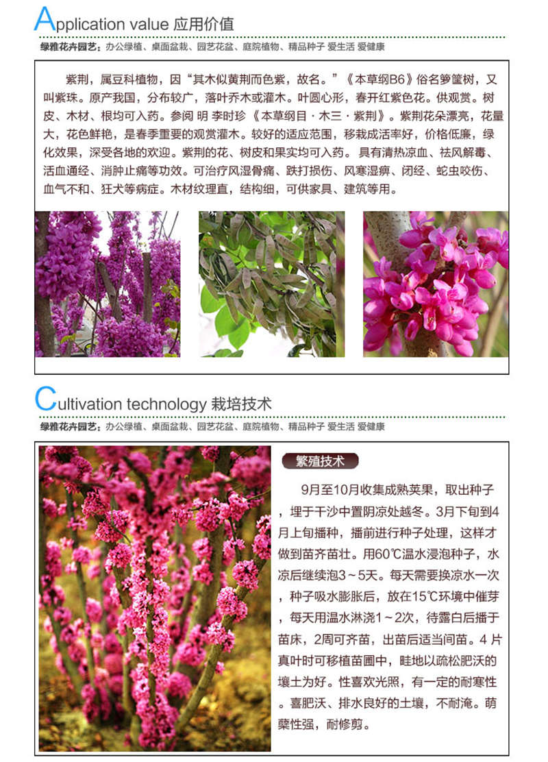 紫荊種子應(yīng)用價(jià)值及種植技術(shù)