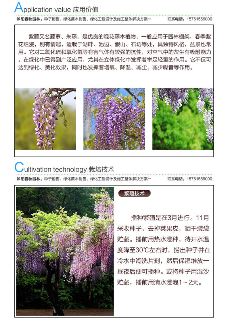 紫藤種子應用價值及種植技術