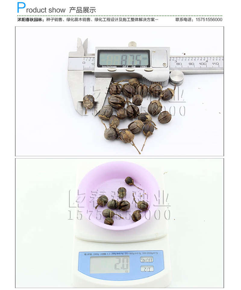 紫薇種子銷售參考價(jià)格