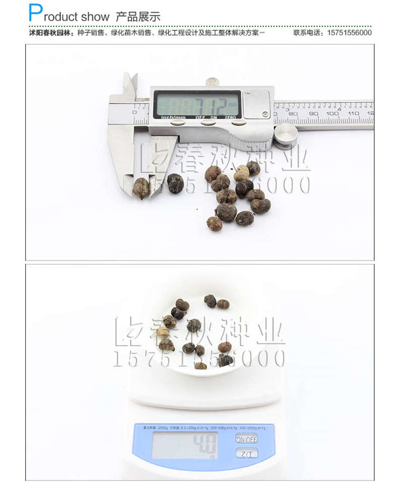 棕櫚種子銷(xiāo)售參考價(jià)格