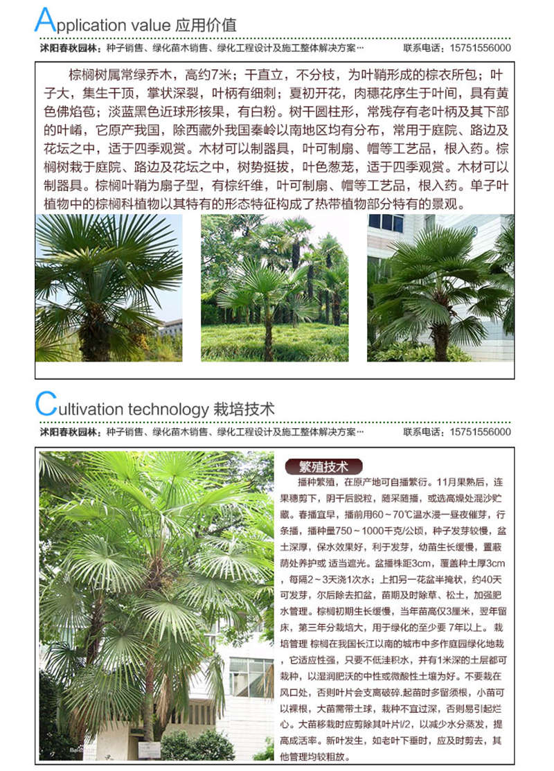棕櫚種子應(yīng)用價(jià)值及種植技術(shù)
