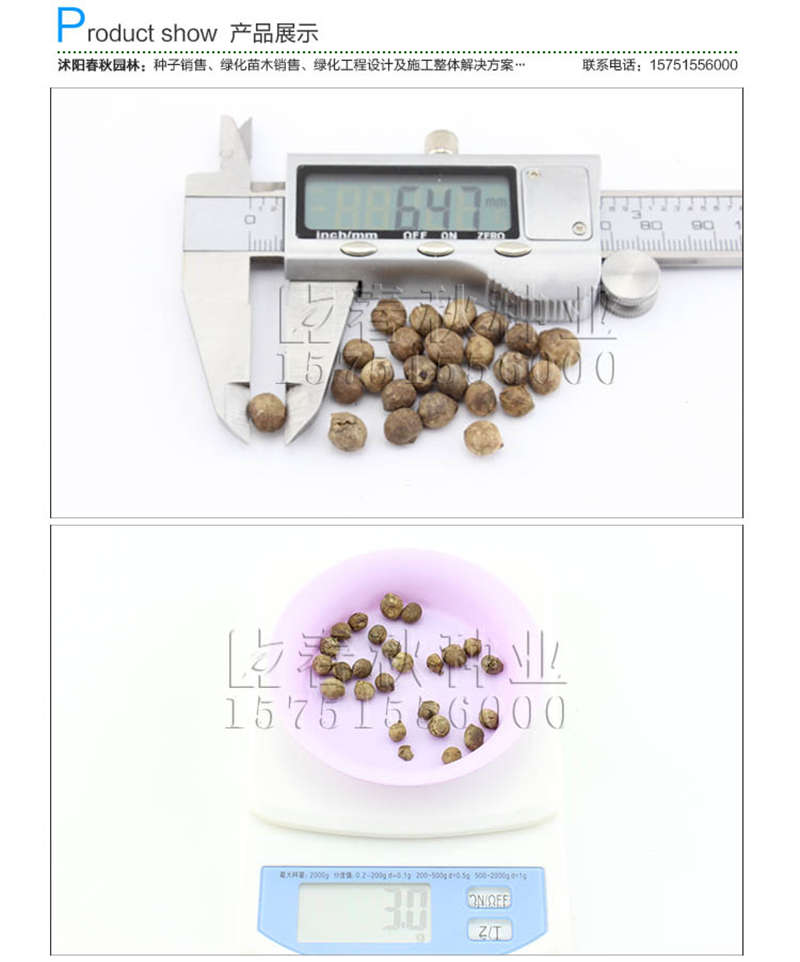 棕竹種子銷售參考價(jià)格