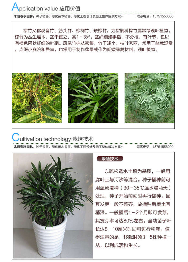 棕竹種子應(yīng)用價(jià)值及種植技術(shù)