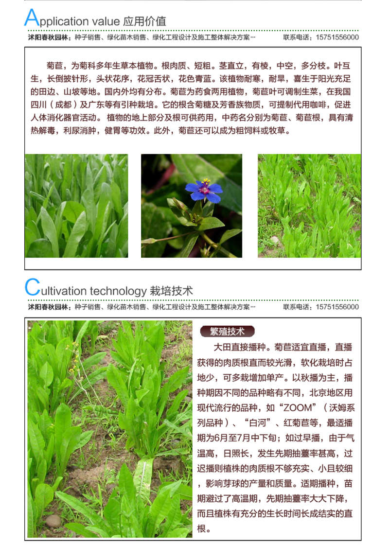 菊苣種子應(yīng)用價(jià)值及種植技術(shù)