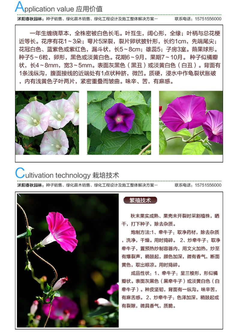 白丑種子應(yīng)用價值及種植技術(shù)