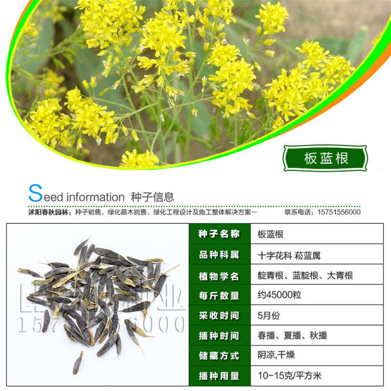 板藍(lán)根種子基本信息