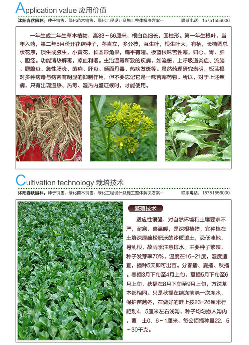板藍(lán)根種子應(yīng)用價(jià)值及種植技術(shù)
