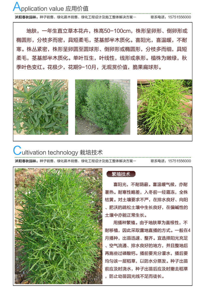 地膚種子應(yīng)用價值及種植技術(shù)